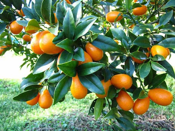 تصویر 1 از فروش نهال لیمو کامکوات + قیمت خرید به صرفه